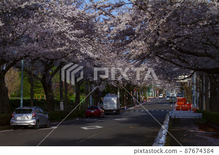 國立市櫻花大道上的一排櫻花樹[春天圖片] 87674384
