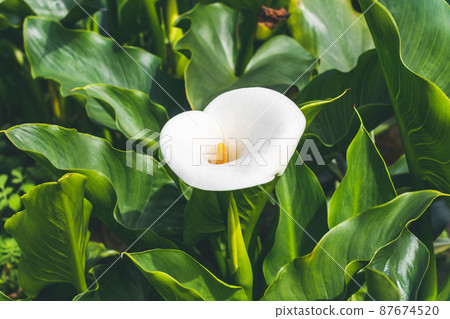 Yangmingshan Bamboo Lake Flower Season Yangmingshan Bamboo Lake Flower Season 87674520