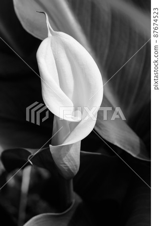 Yangmingshan Bamboo Lake Flower Season 87674523