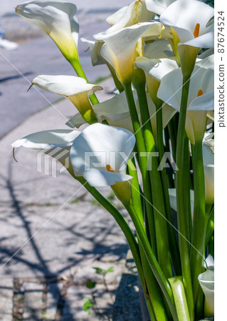 Yangmingshan Bamboo Lake Flower Season 87674524