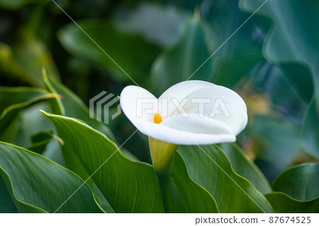 Yangmingshan Bamboo Lake Flower Season Yangmingshan Bamboo Lake Flower Season 87674525