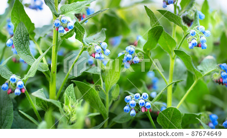 Blurred abstract Summer natural banner with small blue flowers. 87674649