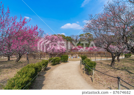 Hirashibabairin Park, plum blossoms in full bloom <Toyota City, Aichi Prefecture> 87674682