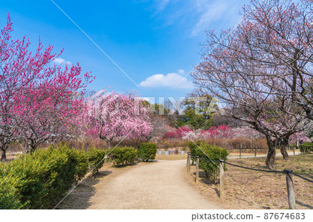Hirashibabairin Park, plum blossoms in full bloom <Toyota City, Aichi Prefecture> 87674683