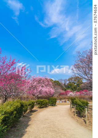 Hirashibabairin Park, plum blossoms in full bloom <Toyota City, Aichi Prefecture> 87674684