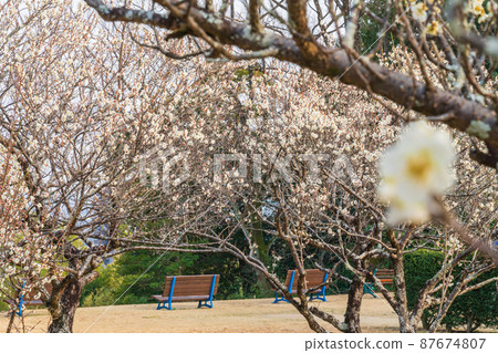 平芝梅林公園梅花盛開<愛知縣豐田市> 平芝梅林公園梅花盛開<愛知縣豐田市> 87674807