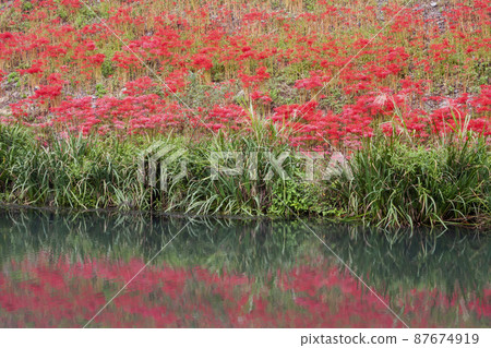 愛知縣,海津市淨水公園,鮮紅的秋天風景-3 愛知縣,海津市淨水公園,鮮紅的秋天風景-3 87674919