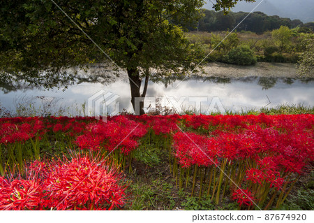 愛知縣海津市淨水公園,鮮紅的秋景-4 愛知縣海津市淨水公園,鮮紅的秋景-4 87674920