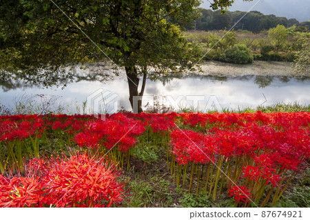 愛知縣海津市淨水公園,鮮紅的秋景-5 愛知縣海津市淨水公園,鮮紅的秋景-5 87674921