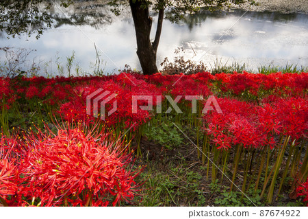 愛知縣海津市淨水公園,鮮紅的秋景-6 愛知縣海津市淨水公園,鮮紅的秋景-6 87674922