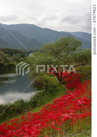 愛知縣海津市淨水公園，鮮紅的秋景-7 87674923