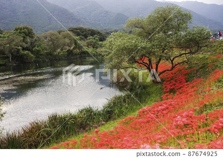 愛知縣海津市淨水公園,鮮紅的秋景-9 愛知縣海津市淨水公園,鮮紅的秋景-9 87674925