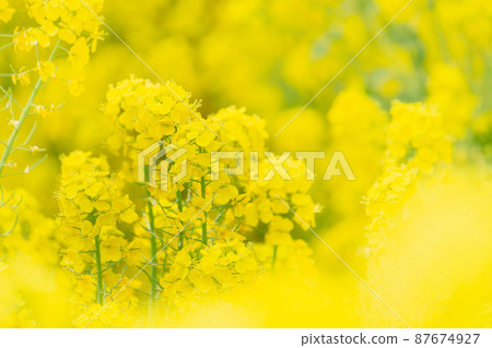 強姦開花 87674927