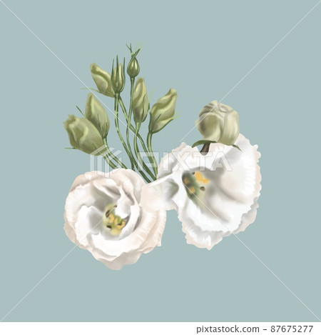 Watercolor is white Eustoma or Lisianthus. flower composition 87675277