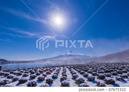 （山梨縣）薰衣草田的雪，富士山 87675322