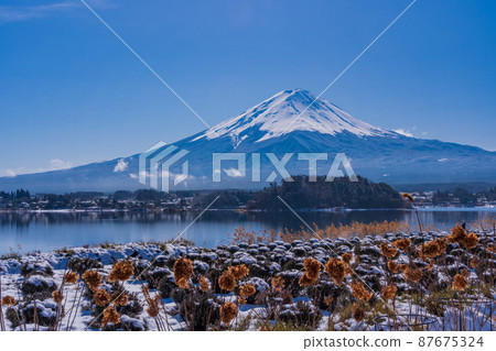 （山梨縣）薰衣草田的雪，富士山 87675324