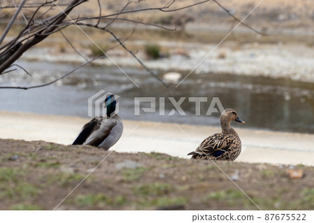 A couple of mallards A couple of mallards 87675522