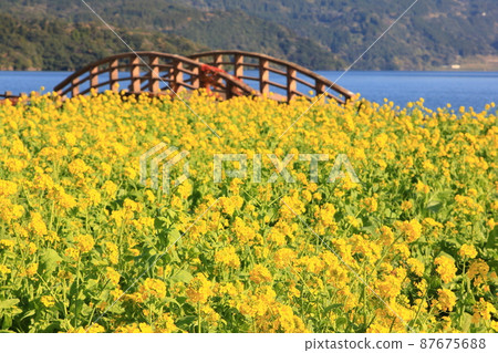 指宿的油菜花田 87675688