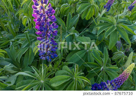 Blue violet flowers lupins growing a bush shot at close range. Background from green leaves lupin with indigo flowers. Floral background. Picture for post, screensaver, wallpaper, postcard. High 87675710