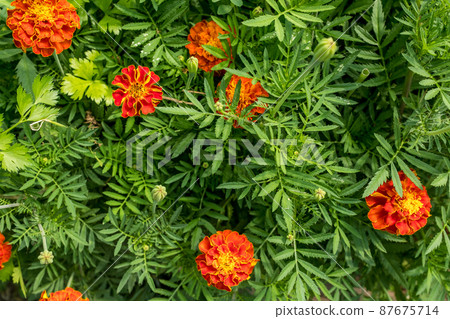 Background from orange marigold flowers, top view. Field with tagetes. Bright french marigolds for publication, poster, calendar, post, screensaver, wallpaper, postcard, postcard, banner, cover Background from orange marigold flowers, top view. Field with tagetes. Bright french marigolds for publication, poster, calendar, post, screensaver, wallpaper, postcard, postcard, banner, cover 87675714