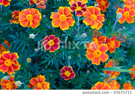 Orange marigold flowers, top view. Field with tagetes. Background from bright french marigolds for publication, poster, calendar, post, screensaver, wallpaper, postcard, postcard, banner, cover Orange marigold flowers, top view. Field with tagetes. Background from bright french marigolds for publication, poster, calendar, post, screensaver, wallpaper, postcard, postcard, banner, cover 87675715