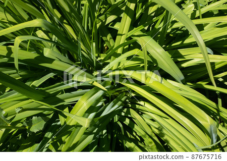 Background of green bush with long and large leaves, top view. Summer bush backdrop for design or project, for publication, poster, calendar, post, screensaver, wallpaper, postcard, postcard, banner Background of green bush with long and large leaves, top view. Summer bush backdrop for design or project, for publication, poster, calendar, post, screensaver, wallpaper, postcard, postcard, banner 87675716