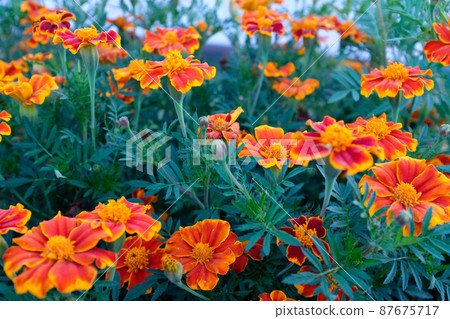Background from orange marigold flowers. Field with tagetes. Bright french marigolds for publication, poster, calendar, post, screensaver, wallpaper, postcard, postcard, banner, cover, website. High Background from orange marigold flowers. Field with tagetes. Bright french marigolds for publication, poster, calendar, post, screensaver, wallpaper, postcard, postcard, banner, cover, website. High 87675717