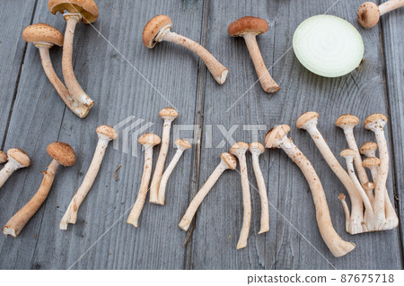 Fresh harvest honey mushrooms and ring of onion on a wooden table background, Concept and idea of food cook rustic still. Still life with mushrooms for publication, poster, screensaver, wallpaper Fresh harvest honey mushrooms and ring of onion on a wooden table background, Concept and idea of food cook rustic still. Still life with mushrooms for publication, poster, screensaver, wallpaper 87675718