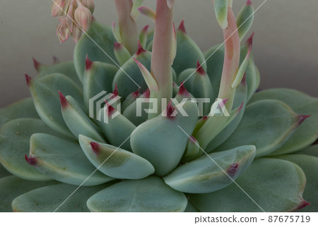 Blooming succulent rosette with light-green leaves, close-up. Beautiful Echeveria flower, side view for publication, poster, calendar, post, screensaver, wallpaper, postcard, postcard, banner, cover Blooming succulent rosette with light-green leaves, close-up. Beautiful Echeveria flower, side view for publication, poster, calendar, post, screensaver, wallpaper, postcard, postcard, banner, cover 87675719