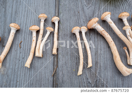 Fresh harvest honey mushrooms on a wooden table background, Concept and idea of food cook rustic still. Still life with mushrooms for publication, poster, screensaver, wallpaper, postcard, banner Fresh harvest honey mushrooms on a wooden table background, Concept and idea of food cook rustic still. Still life with mushrooms for publication, poster, screensaver, wallpaper, postcard, banner 87675720
