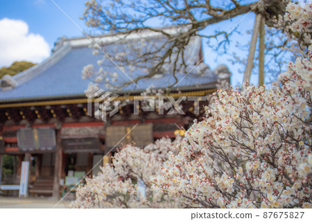 Blue sky, plums and temples Blue sky, plums and temples 87675827