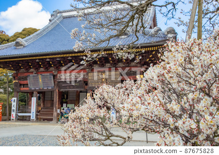 Blue sky, plums and temples Blue sky, plums and temples 87675828