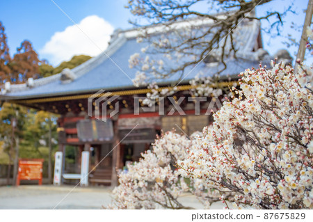 Blue sky, plums and temples 87675829