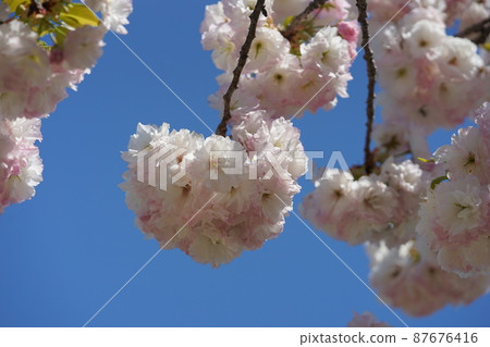天空和雙櫻花3 天空和雙櫻花3 87676416