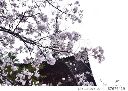 Baidaji的櫻花 Baidaji的櫻花 87676419
