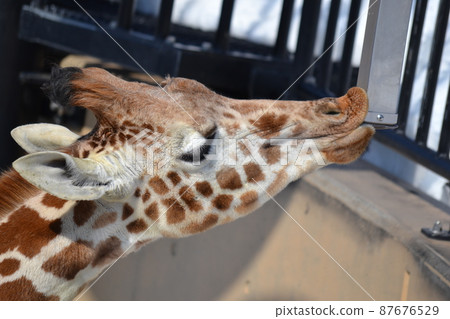 Giraffe's meal 87676529