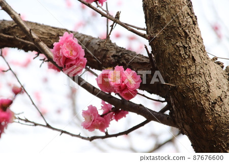 Plum blossom Plum blossom 87676600