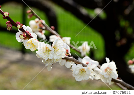 Early spring flowers-plum blossoms Early spring flowers-plum blossoms 87676931