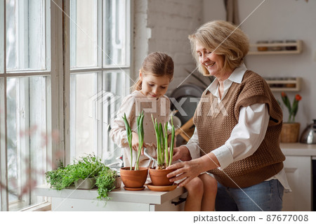 An elderly woman grandmother and a little girl granddaughter take care of and plant potted plants inside the house, do gardening in the spring for Earth Day An elderly woman grandmother and a little girl granddaughter take care of and plant potted plants inside the house, do gardening in the spring for Earth Day 87677008