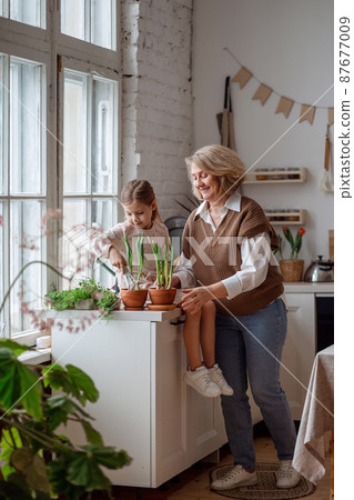An elderly woman grandmother and a little girl granddaughter take care of and plant potted plants inside the house, do gardening in the spring for Earth Day An elderly woman grandmother and a little girl granddaughter take care of and plant potted plants inside the house, do gardening in the spring for Earth Day 87677009