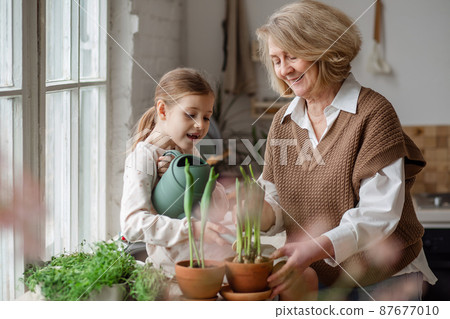 An elderly woman grandmother and a little girl granddaughter take care of and plant potted plants inside the house, do gardening in the spring for Earth Day An elderly woman grandmother and a little girl granddaughter take care of and plant potted plants inside the house, do gardening in the spring for Earth Day 87677010