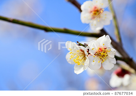 Early spring flowers-plum blossoms Early spring flowers-plum blossoms 87677034