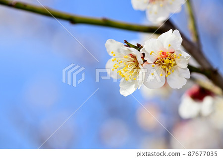 早春鮮花-梅花 87677035