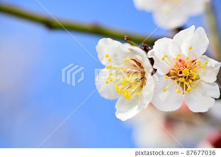 Early spring flowers-plum blossoms Early spring flowers-plum blossoms 87677036