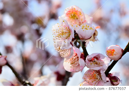 Early spring flowers-plum blossoms 87677037