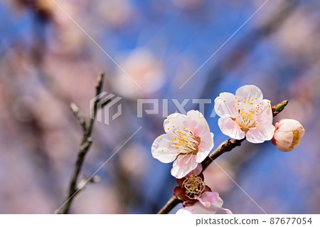 Early spring flowers-plum blossoms Early spring flowers-plum blossoms 87677054