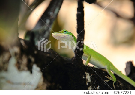 樹上的綠色 anole 87677221