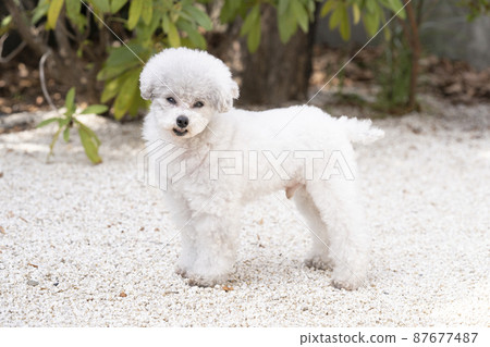 Watch the camera Toy poodle 87677487