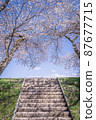 Cherry blossom tunnel and stairs in full bloom 87677715