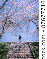 Cherry blossoms in full bloom and people climbing the stairs 87677716
